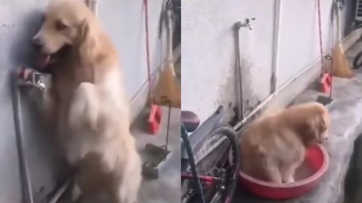 cane sa farsi una doccia da solo