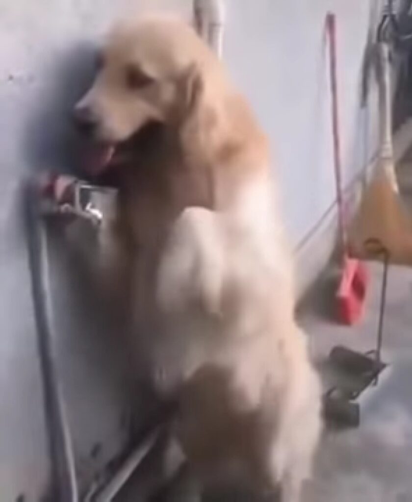 cane sa farsi una doccia da solo
