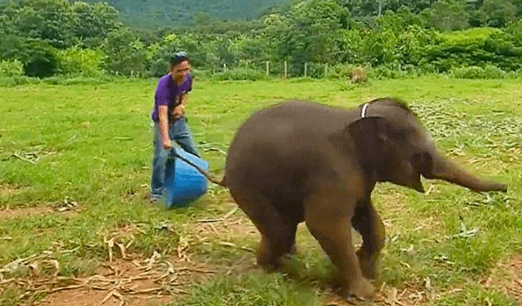 elefante ride mentre gioca