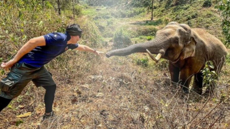 elefante e veterinario