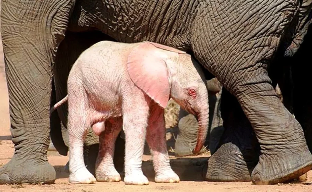 Elefante albino viene fotografato