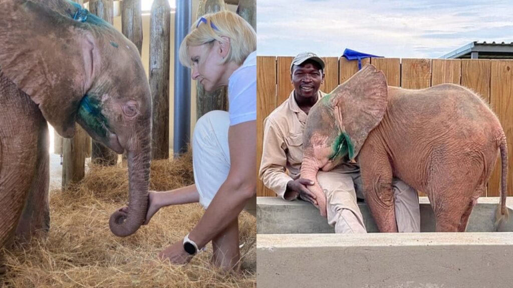 elefante albino salvato da una trappola