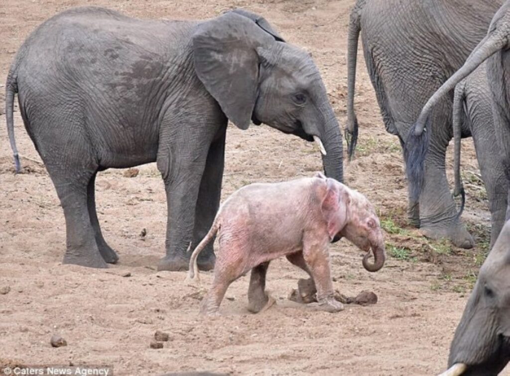 Elefante albino viene fotografato