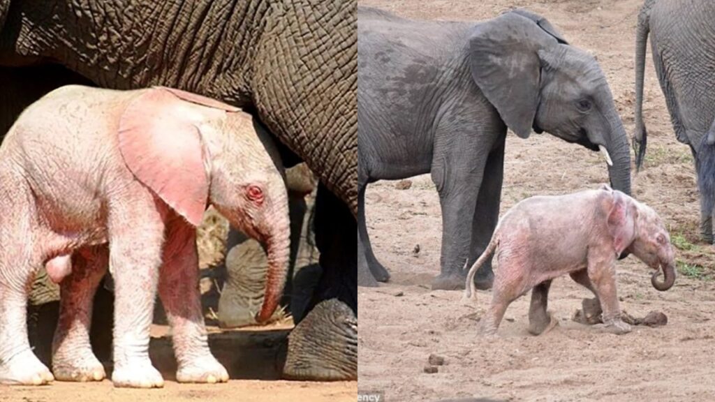 Elefante albino viene fotografato