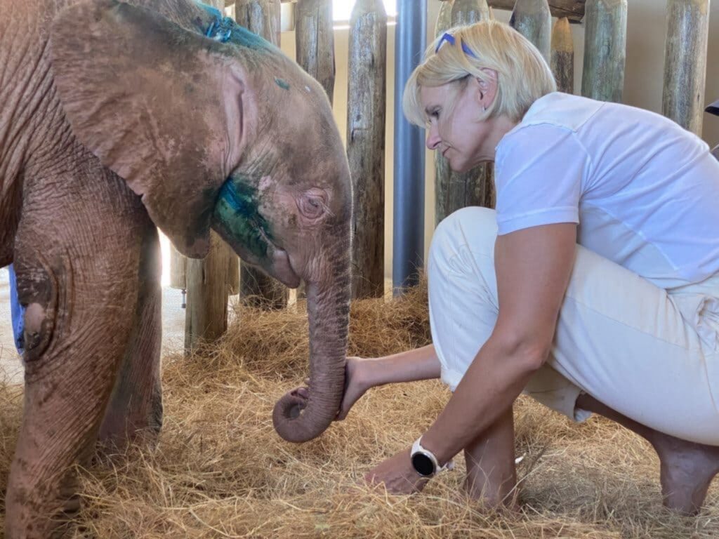 elefante albino salvato da una trappola