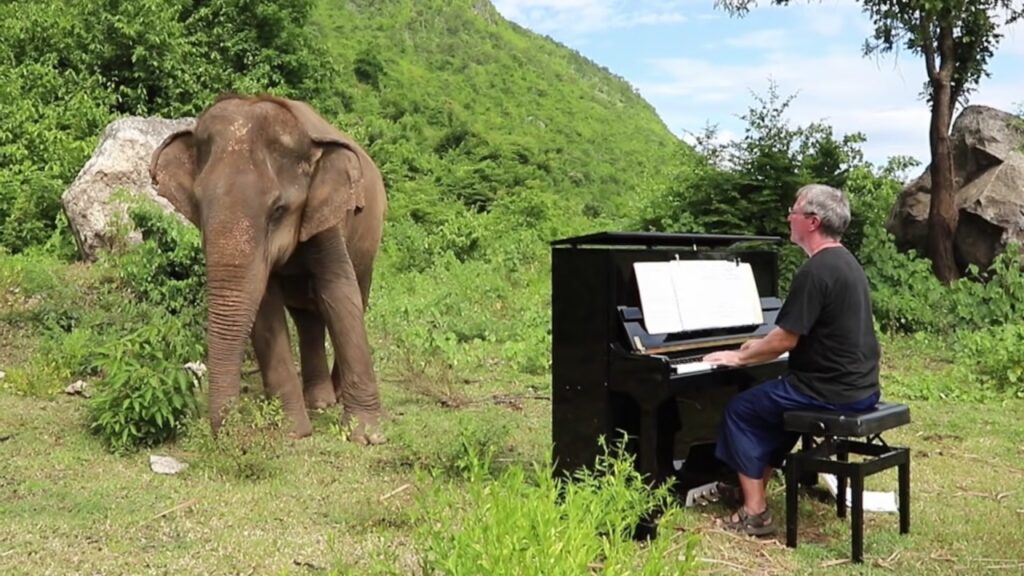 pianista suona per un elefante