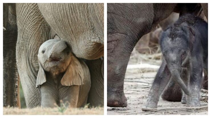 cucciolo di elefante ucciso