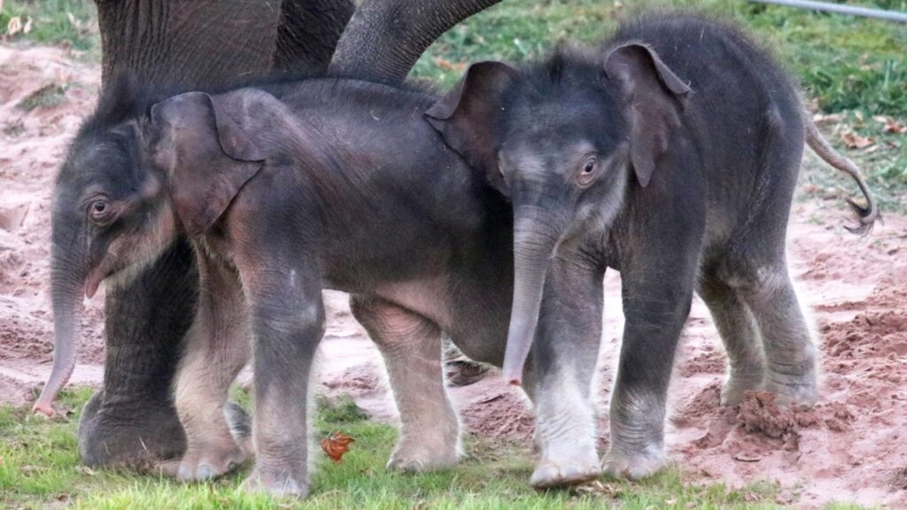 elefantini gemelli nati allo zoo