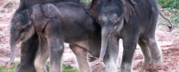 elefantini gemelli nati allo zoo