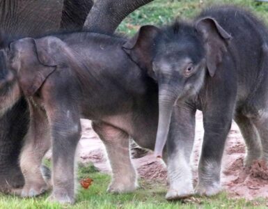 elefantini gemelli nati allo zoo