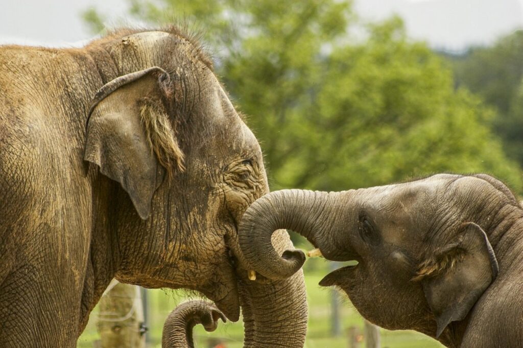 elefantino con mamma