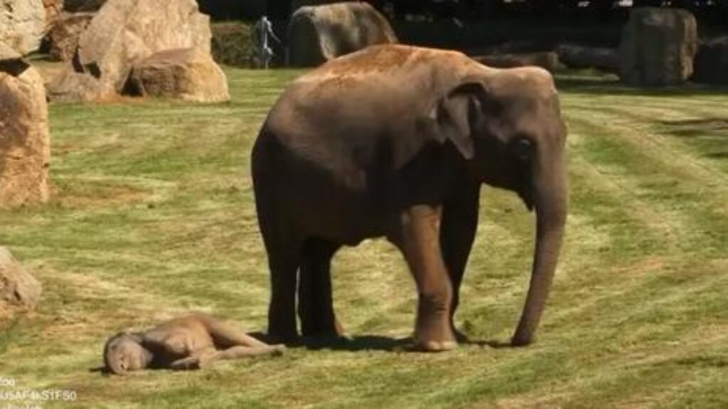 elefantino non si sveglia e mamma chiede aiuto