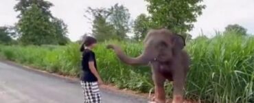 elefantino e bambina