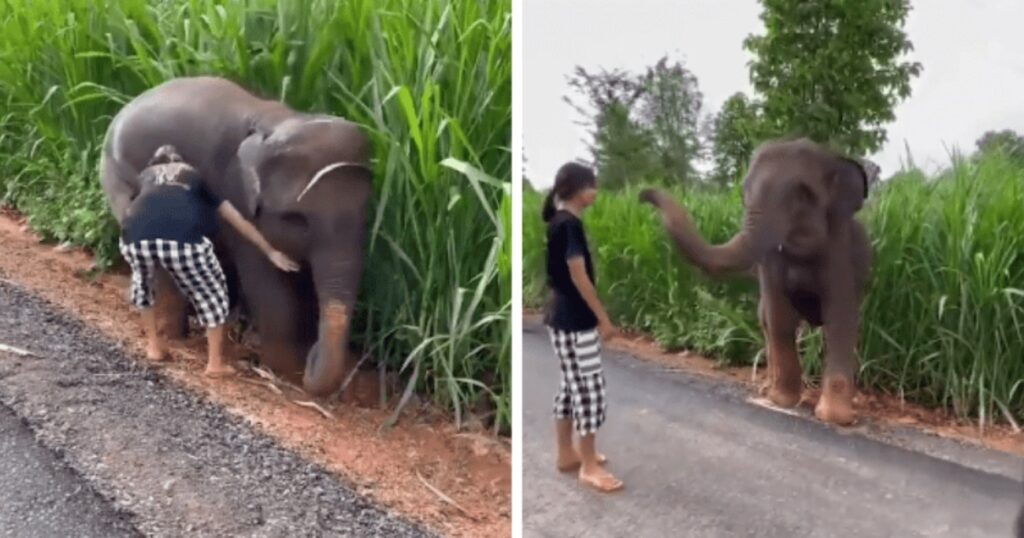 elefantino bloccato nel fango