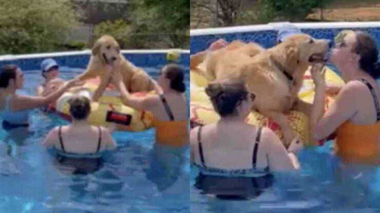 cane ad una festa in piscina