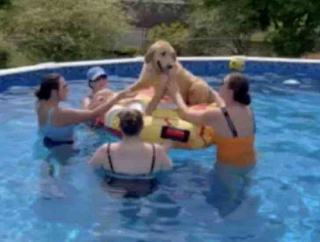 cane ad una festa in piscina