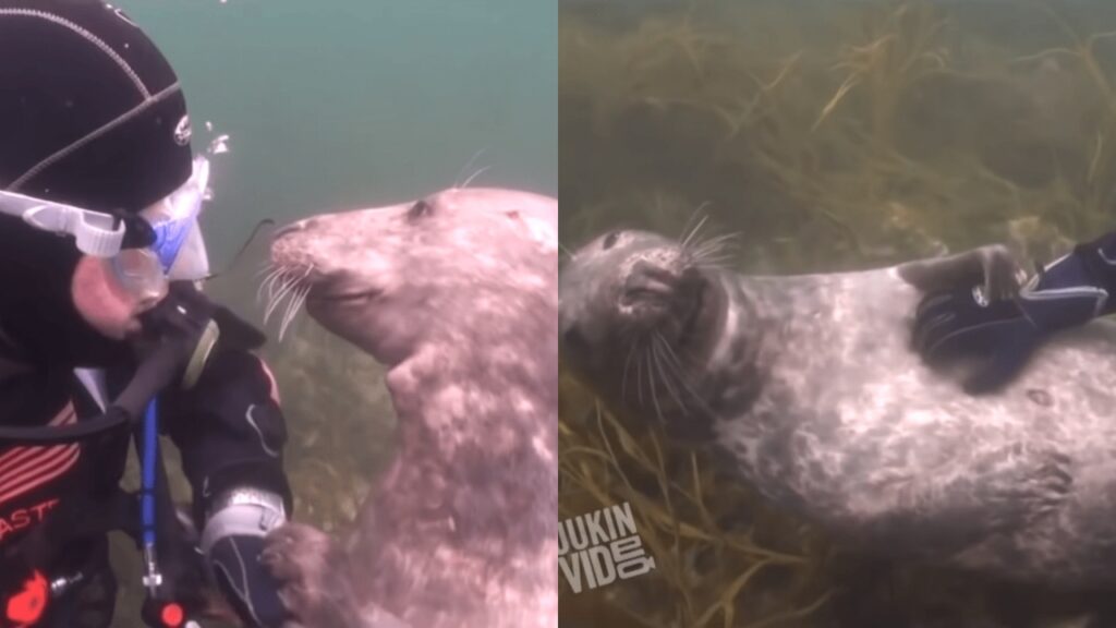 subacqueo fa un massaggio ad una foca