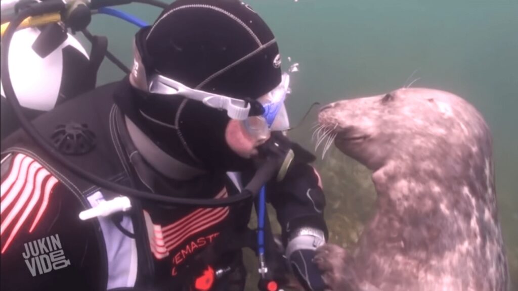 subacqueo fa un massaggio ad una foca