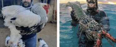foto di animali grandissimi