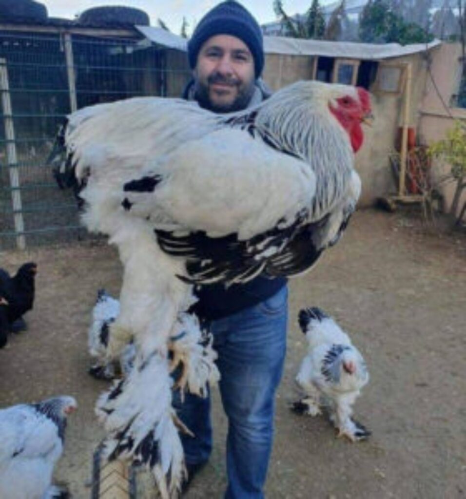 gallina gigante 