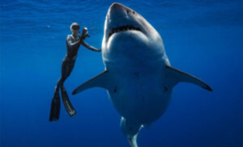 squalo bianco e uomo