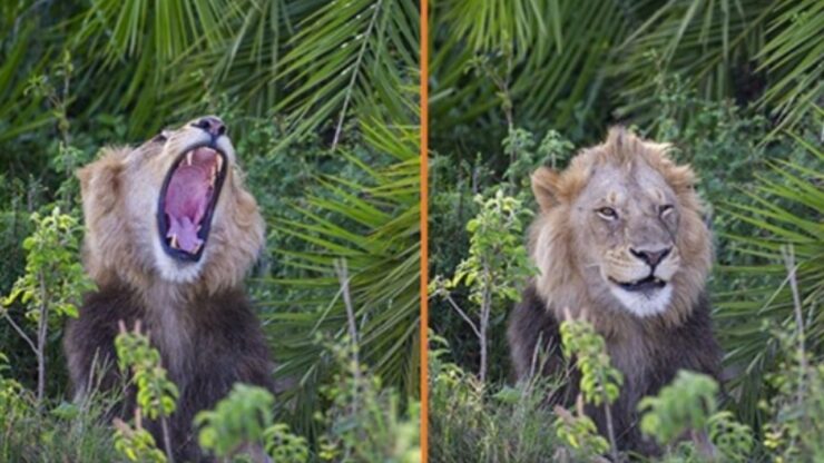 il fotografo e il leone