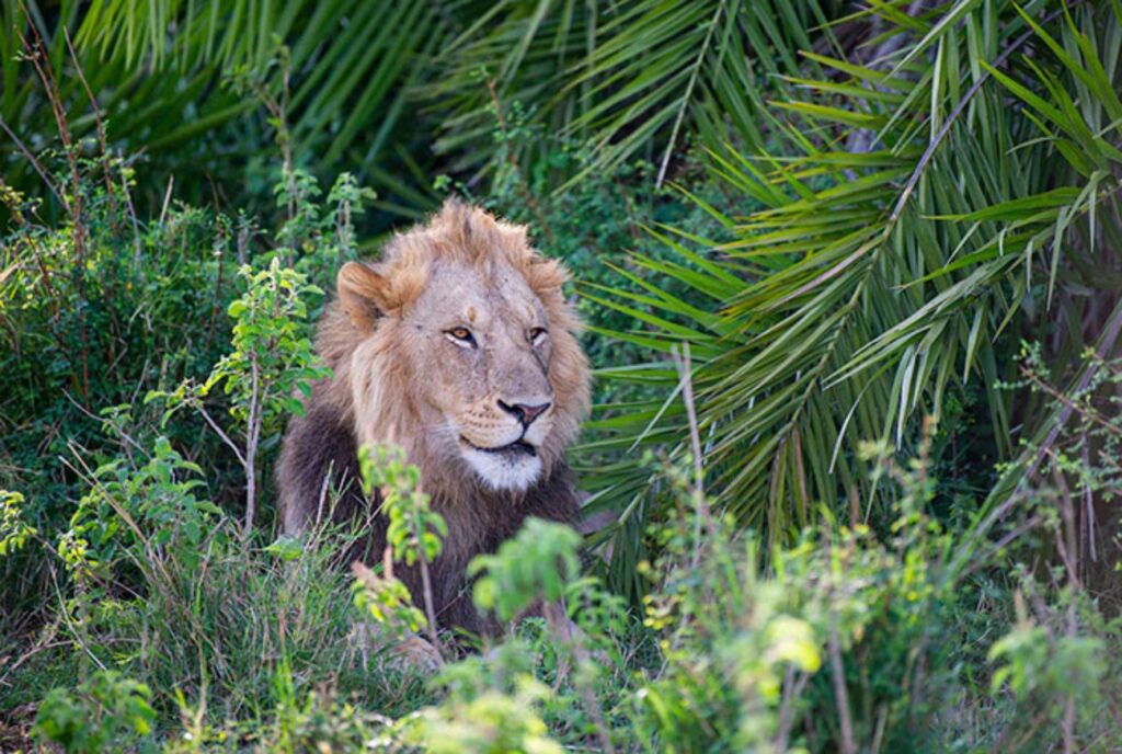 leone fotografato
