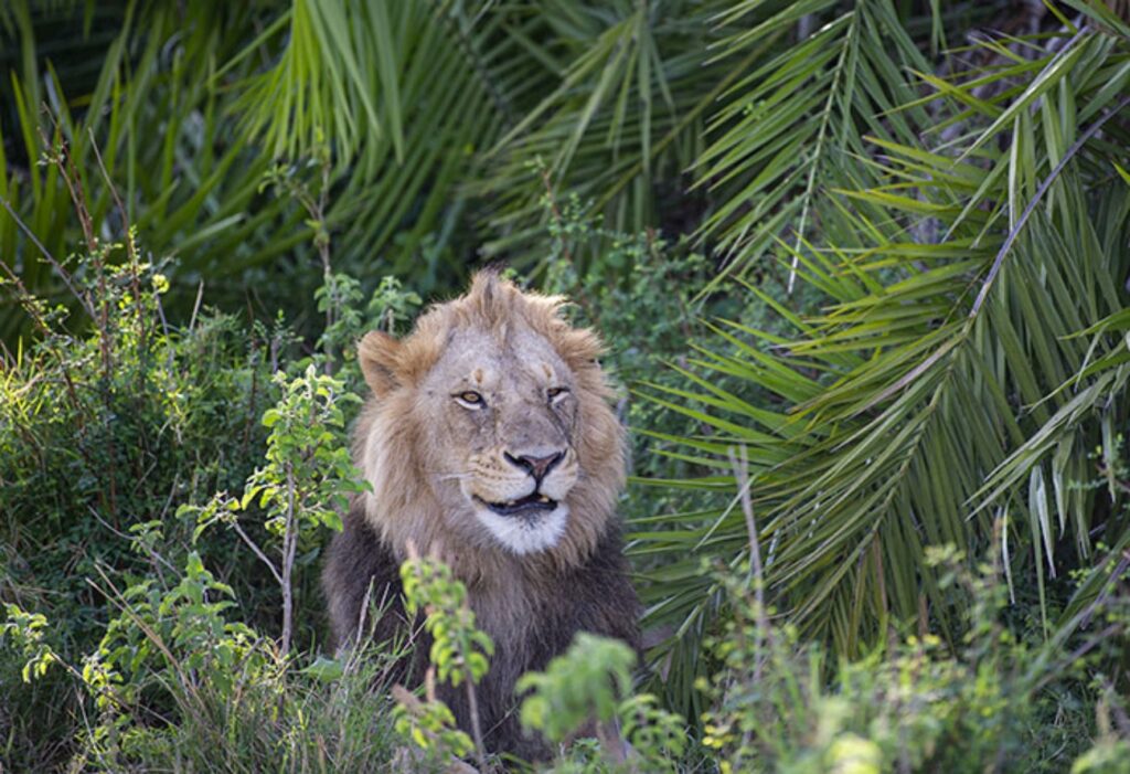 sorriso del leone