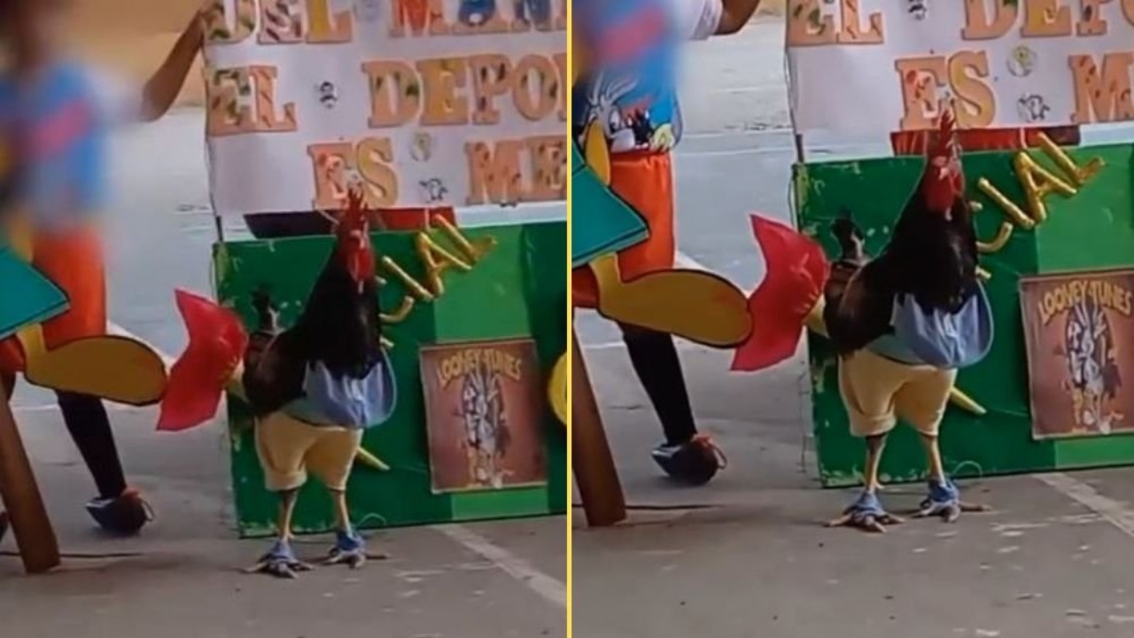 gallo domestico, la bambina sorprende la classe