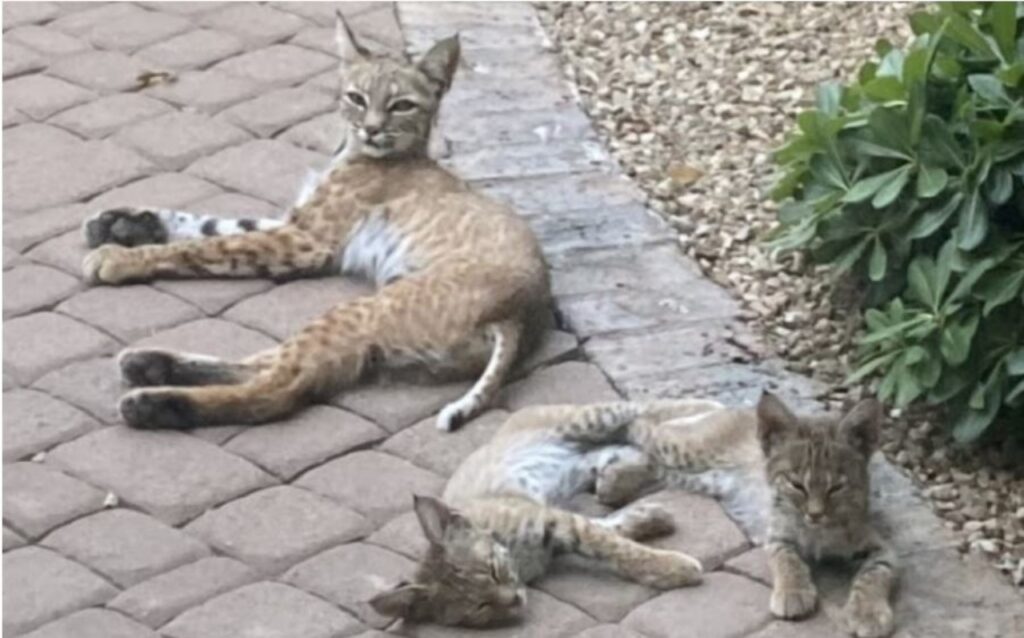 I tre gatti e la loro occupazione