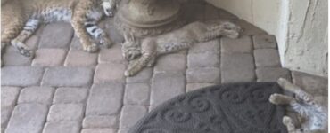 I tre gatti e la loro occupazione