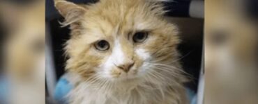Gatto abbandonato salvato