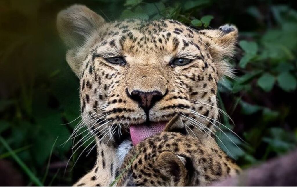 Gatto caduto in un pozzo affronta leopardo