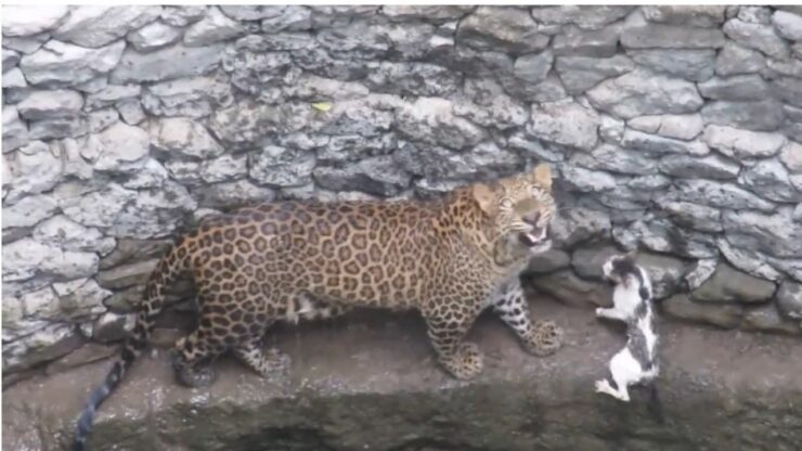 Gatto caduto in un pozzo affronta leopardo