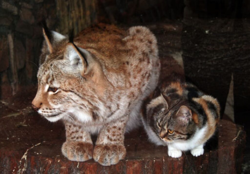 Gatto e lince fanno amicizia