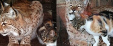 Gatto e lince fanno amicizia