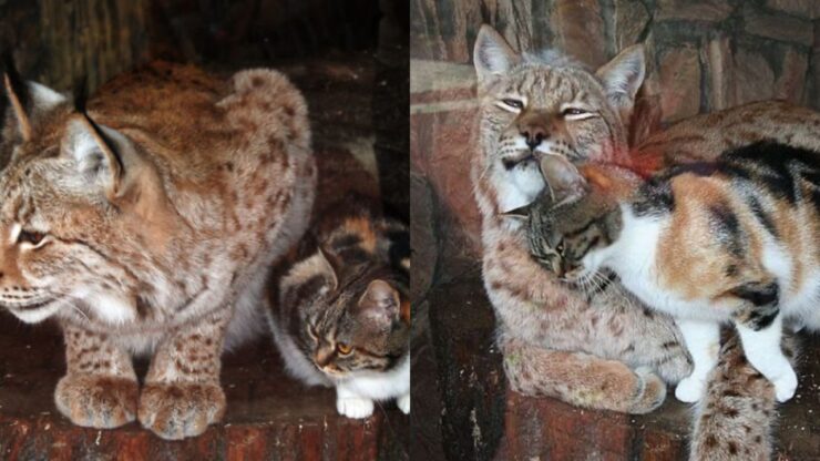 Gatto e lince fanno amicizia