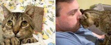 Gatto dagli occhi grandi