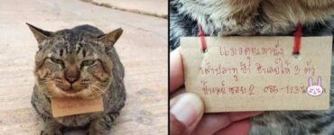Il gatto scappato di casa ritorna dopo tre giorni