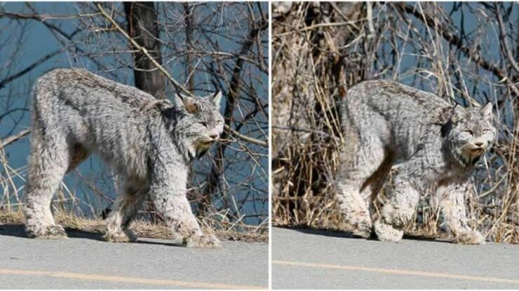 Gatto selvatico passeggia tranquillo al sole