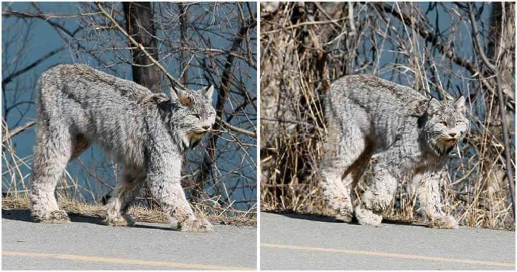 Gatto selvatico passeggia al sole