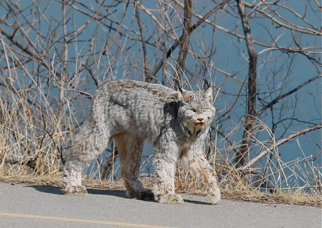 Gatto selvatico passeggia al sole