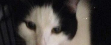 La bizzarra storia di un gatto e del suo ritrovamento
