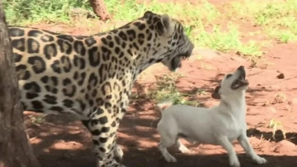 giaguaro che rincorre il cane