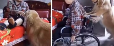 Golden retriever e padrona sulla sedia a rotelle