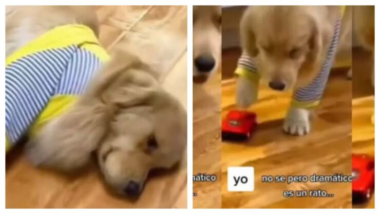 cucciolo finge incidente con una macchinina
