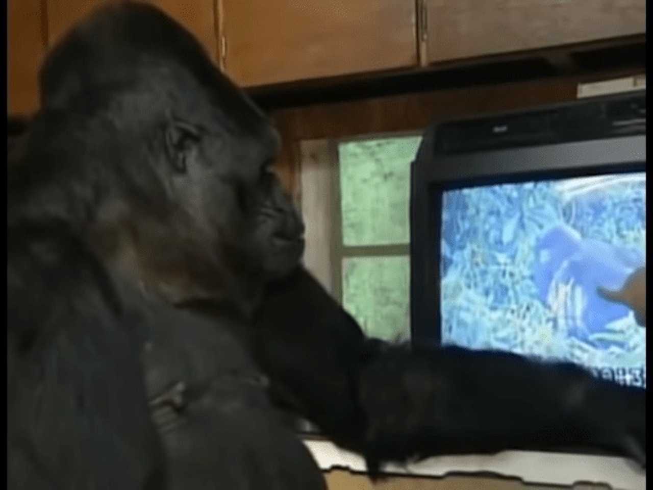 muore gorilla Koko