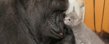 muore gorilla Koko
