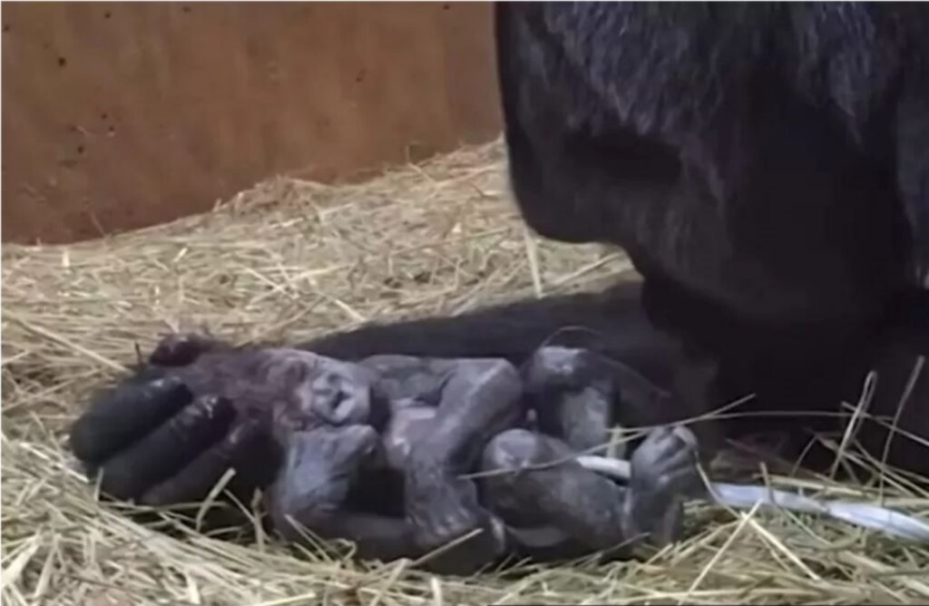 Tenero gorilla partorisce e bacia il suo cucciolo