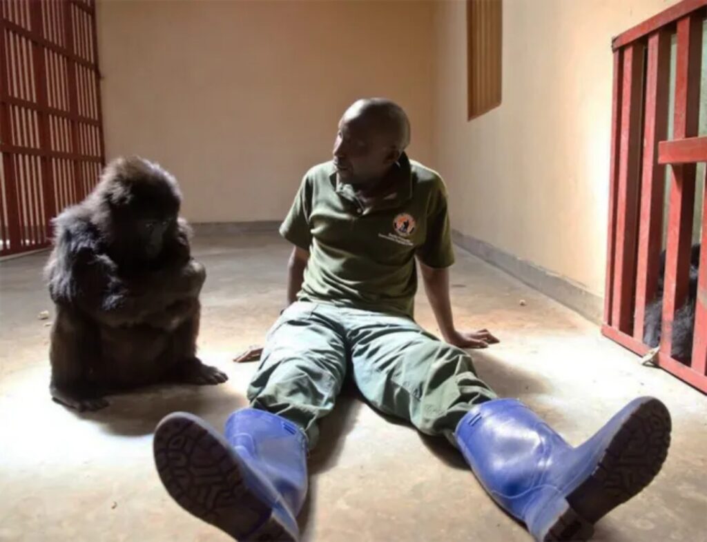 gorilla e soccorritore
